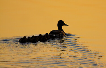 Little ducklings with their mother.