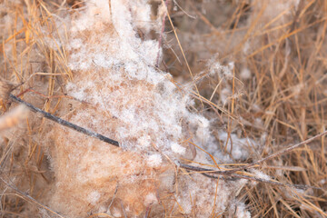 The seeds of the cattail plant are blown away by the wind or cling to the bottom, looking like spider webs.
