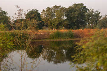 The pond has a reflection of the trees.Autumn rbackground. Spring background