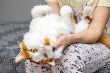 woman holding a fluffy cat in her arms.