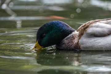 lose-Up of a Male Duck Sipping from City Park Waters, Embracing Natural Harmony and Wildlife Encounters