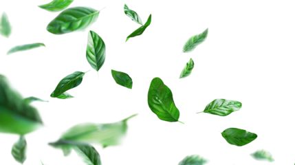 Green leaves flying in the wind, isolated on a transparent background
