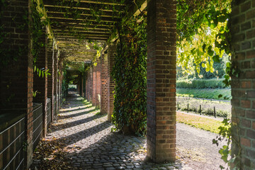Enchanted European Park: Sunlit Garden Pathway Lined with Ivy, Inviting Serenity and Natural Beauty