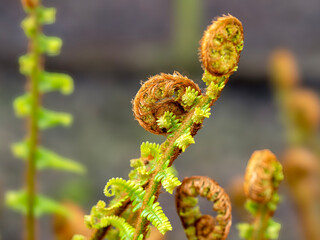 Closeup of fern fronds unfurling in spring