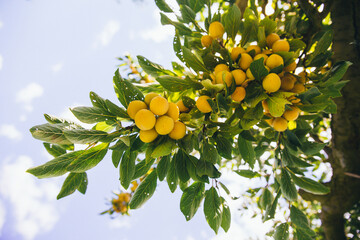 Yellow ripe Mirabelle plums hanging on a tree in the light of the sun, view from below