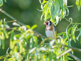 European goldfinch, Carduelis carduelis. A bird sits on a tree branch