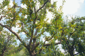 Plum trees with ripe fruits of yellow Mirabelle plums in backlight