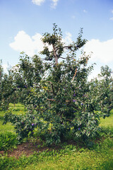 Plum tree with ripe blue plum fruits on a garden background