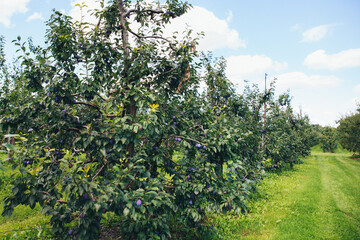 Plum trees with ripe blue plum fruits in a farm garden