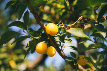 Ripe yellow Mirabelle plum on a branch