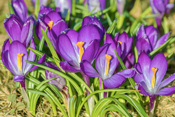 Spring bloom of perennial bulbous lilac crocus on a flower bed.