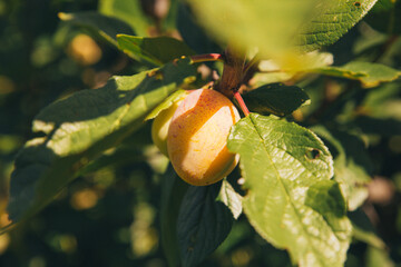 Ripe yellow Mirabelle plum on a branch close-up