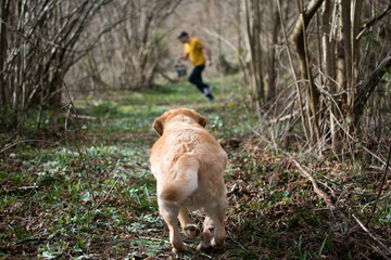 Un perro juega en el bosque con su humano