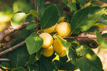 Plum branch with ripe fruits of a yellow plum of the Mirabelle variety close-up