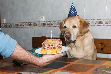El cumpleaños de un perro