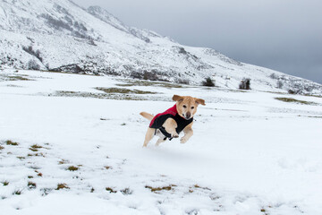 Mi perro se divierte jugando con la nieve