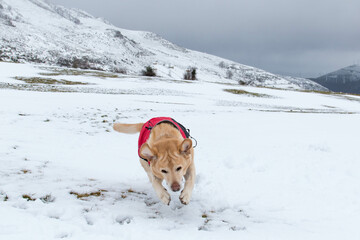 A carreras por la nieve, perro feliz