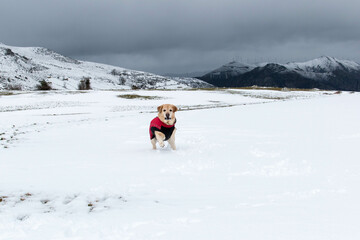 Paisaje invernal con un perro