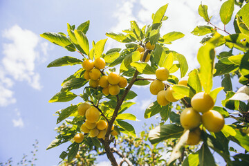 Yellow ripe Mirabelle plum hanging on a tree branch in the backlight of the sun