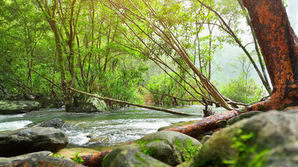A picturesque stream meanders through a lush tropical forest, its crystal-clear waters glistening...