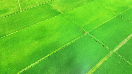 Aerial spectacle, Behold vibrant green rice fields, artfully segmented by earthen embankments,...