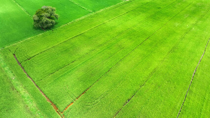 A panoramic vista unveils vibrant rice fields, meticulously partitioned by slender pathways, a mesmerizing mosaic of green, nature's masterpiece from above.
