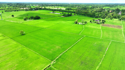 Naklejka premium From above, emerald rice paddies weave a tapestry of verdant perfection, segmented by delicate trails, a symphony of green in harmonious geometry. 