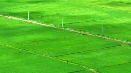 Bird's-eye view reveals a mesmerizing sight, emerald rice paddies, meticulously sectioned by delicate pathways. A verdant mosaic unfolds beneath, a testament to nature's artistry.
