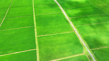 A bird's-eye perspective reveals lush green rice fields, segmented by earthy embankments into a...