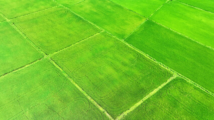 From above, lush rice paddies sprawl in a tapestry of greens, bordered by delicate pathways....