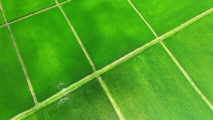 Aerial spectacle, Behold vibrant green rice fields, artfully segmented by earthen embankments,...