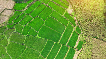 From above, witness the heart of agriculture: rice paddies and cornfields, powering the food...