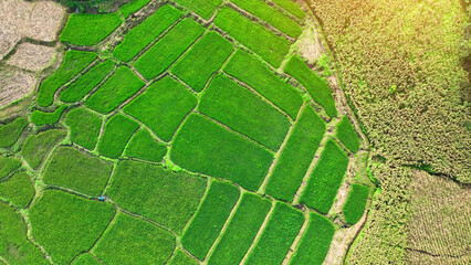 From above, witness the heart of agriculture: rice paddies and cornfields, powering the food...