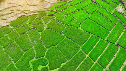 Aerial vistas of rural rice and corn fields, vital for the food industry's supply chain. Thailand's...