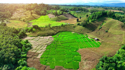 Drone views of rural rice and corn fields, essential sources of sustenance for the food sector....