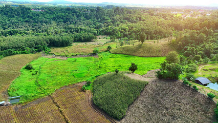 Capturing lush rice fields and golden corn fields from above, showcasing nature's bounty for the...