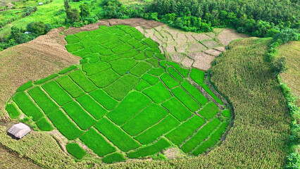 Drone view of rural rice fields and cornfields, where agriculture meets innovation in the food...