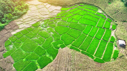 Aerial vistas of lush rice paddies and golden cornfields, a picturesque tapestry of sustenance,...