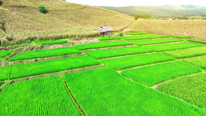Bird's-eye view of thriving rice and corn fields, epitomizing the essence of agriculture in the...