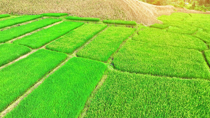 The intricate patchwork of rice and corn fields, the backbone of the food industry, paints a scenic...