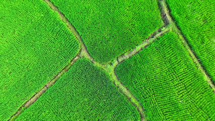 A patchwork of emerald rice fields in rural Thailand, as seen from above, embodies the heartwarming...