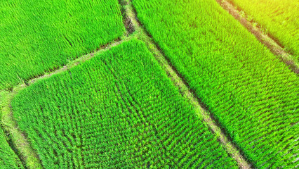 Bird's eye view reveals endless green rice fields in Thailand, underlining their pivotal role in the country's economy. This patchwork of green is the foundation of economic strength.
