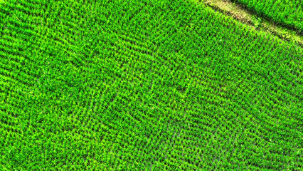 Aerial view of Thailand's rice fields showcases the vibrant green landscape where the staple grain grows, ensuring a future of sustenance and culinary delight. Thai rice: Flavorful staple.

