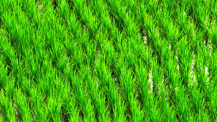 Fertile Abundance: Thailand's lush green rice fields, symbolize abundance and prosperity, a...