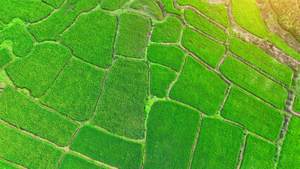 A bird's eye vista of Thai rice paddies, a verdant canvas ready for harvest, embodies the heart of Asian cuisine, where rice is not just a grain but a way of life. Thai Rice: Global Culinary Gem.
