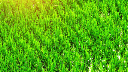 Thailand's vibrant green rice fields, tell a tale of continuity, passing on traditions from one...