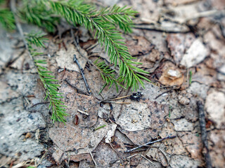 Young spruce branch in spring, close-up