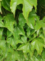Background of large green leaves on a sunny day