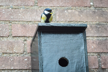 A great tit (Parus major) sits on a small green-colored birdhouse