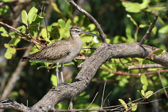 Brachvogel